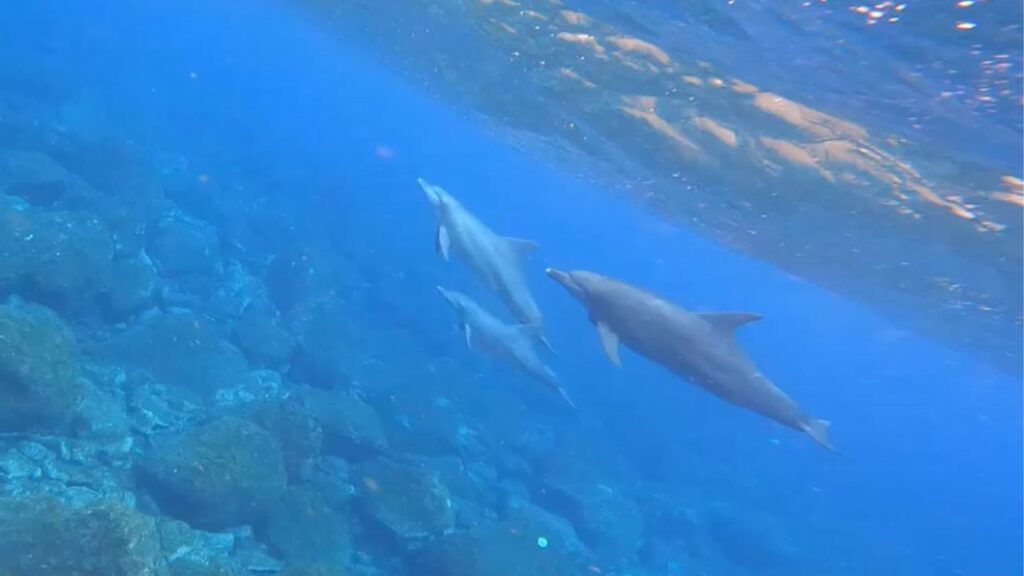 御蔵島のイルカ(3頭)
